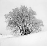 848095 Gezicht op een winters landschap met een besneeuwde boom op een onbekende locatie in Nederland.